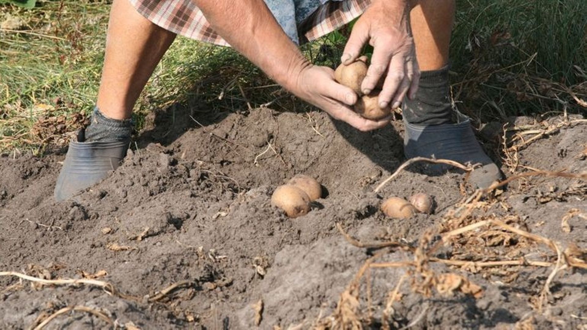 Le glanage consiste en le ramassage des aliments restés au sol après la moisson.