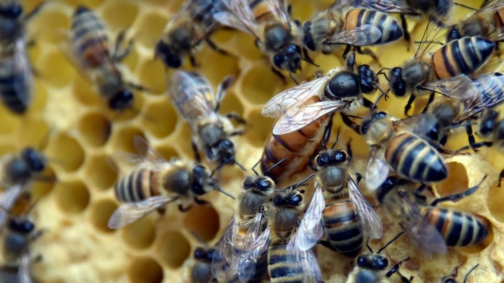 Les allergiques au pollen doivent éviter les compléments alimentaires à base de produits de la ruche, à savoir la gelée royale et la propolis, selon l'agence de sécurité sanitaire