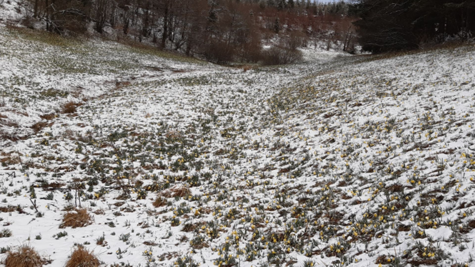 Les jonquilles de la Holzwarche ont eu du mal à sortir leur corolle de la neige tardive de ce printemps.