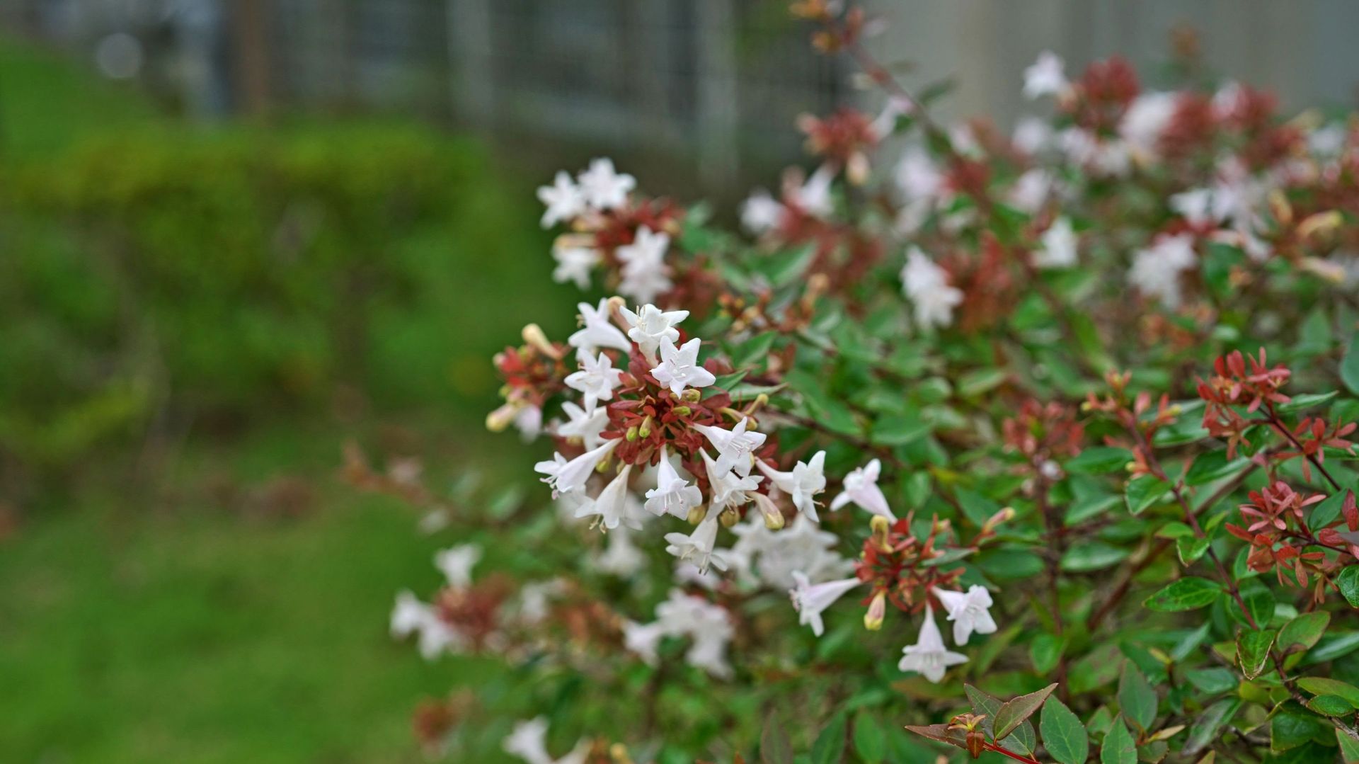 Planté dans un endroit ensoleillé, l’abélia grandiflora fleurira plus vite et plus longtemps.