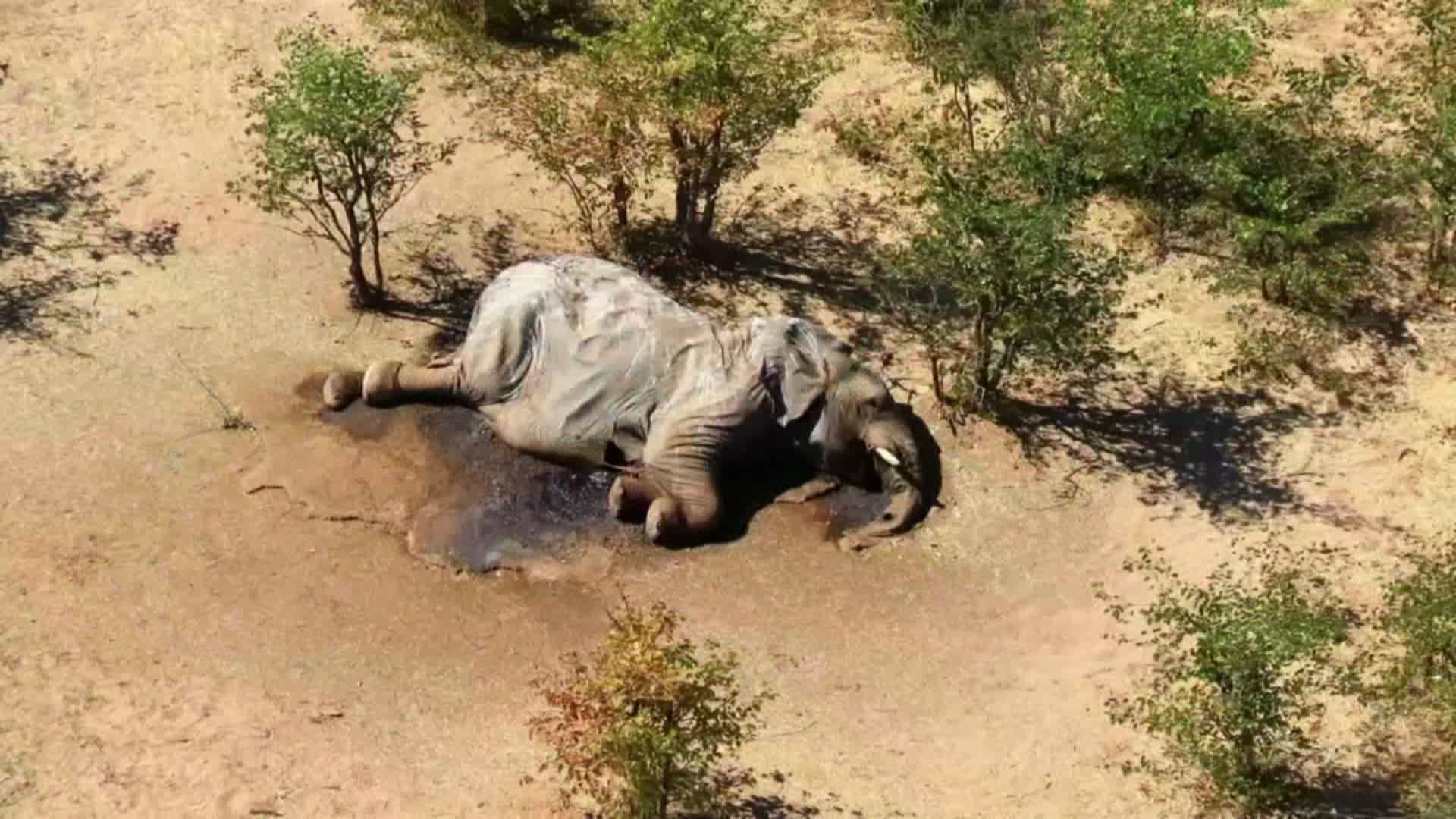 Botswana : mort mystérieuse de centaines d’éléphants