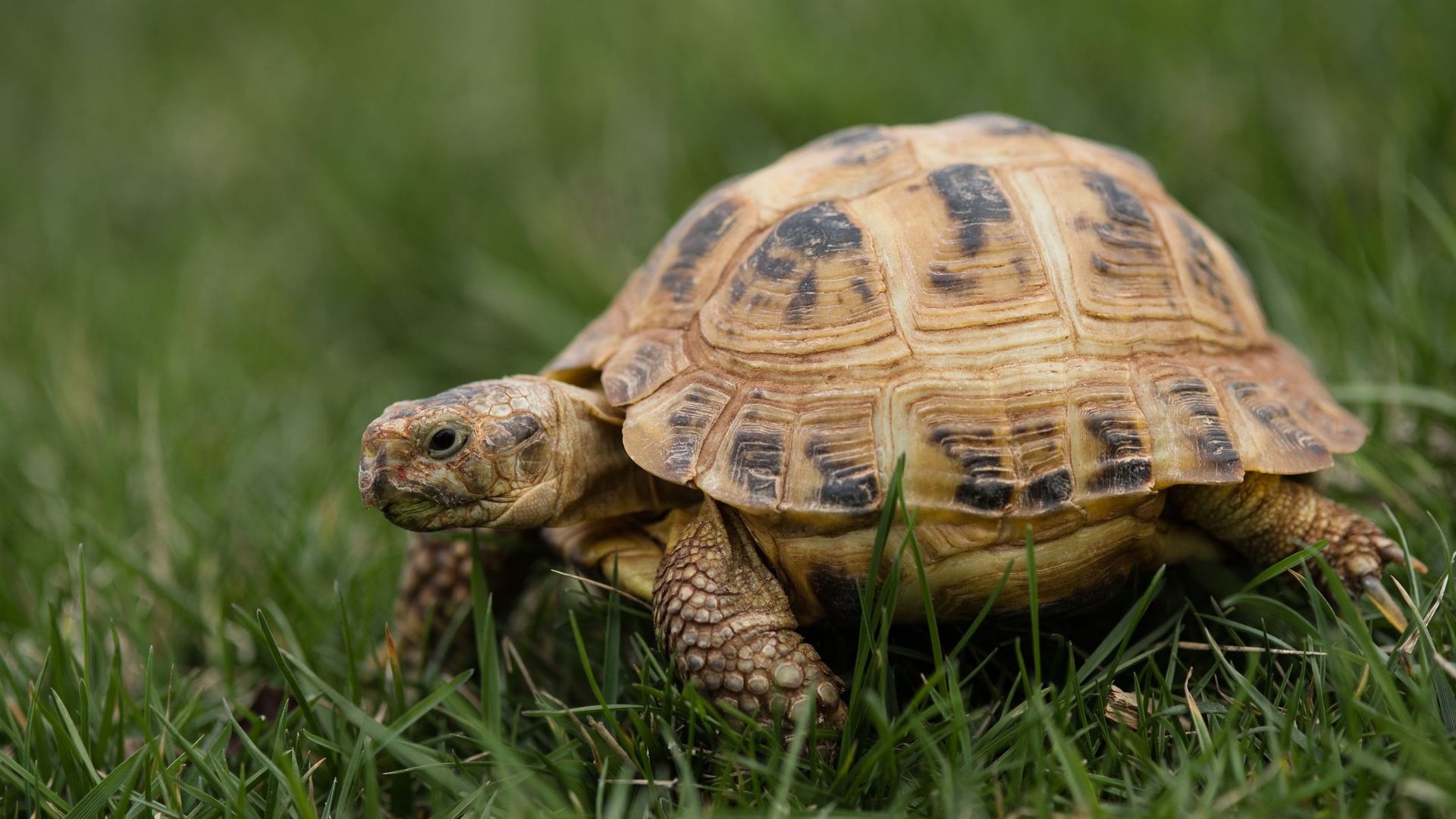 Un "chaînon manquant" lève le voile sur le mystère de l'évolution des tortues.