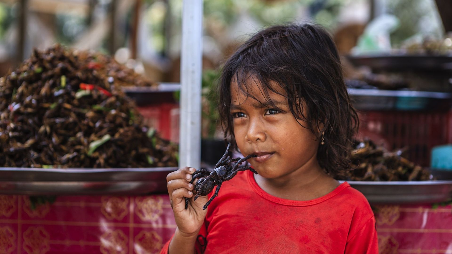 Les tarentules, victimes de la déforestation et des gastronomes au Cambodge