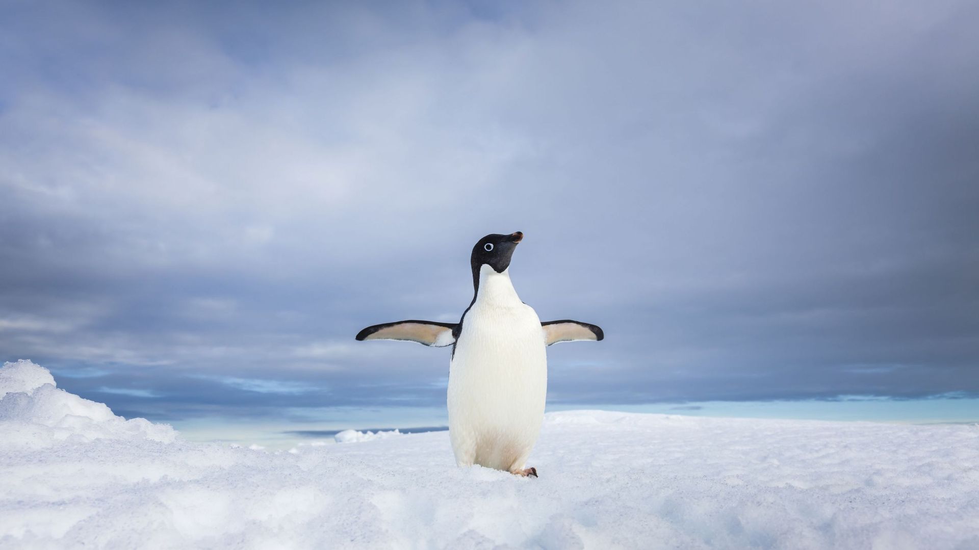Lone adelie penguin on iceberg in Antarctica