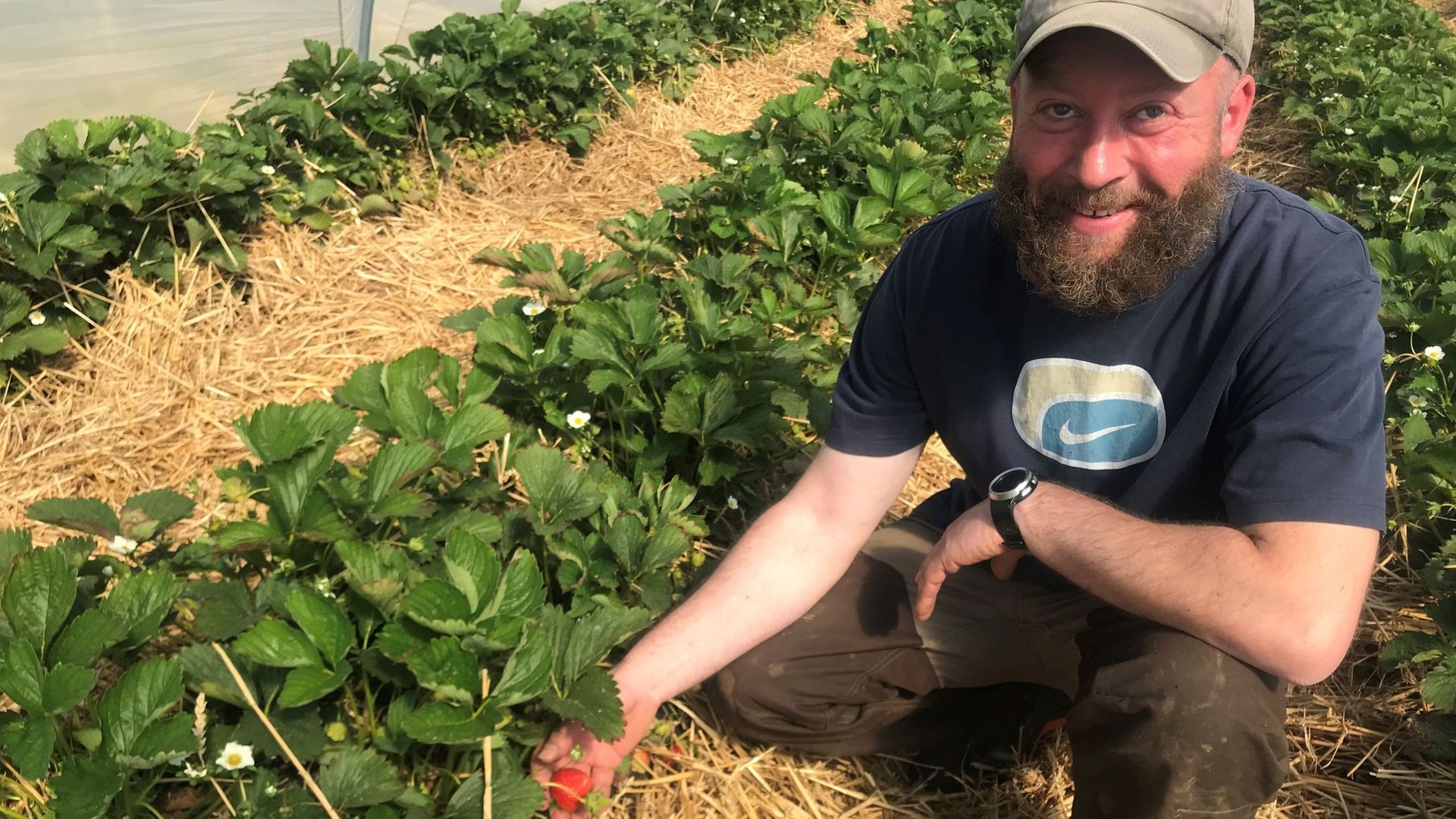 À la ferme Delarbre, la récolte des fraises a commencé.