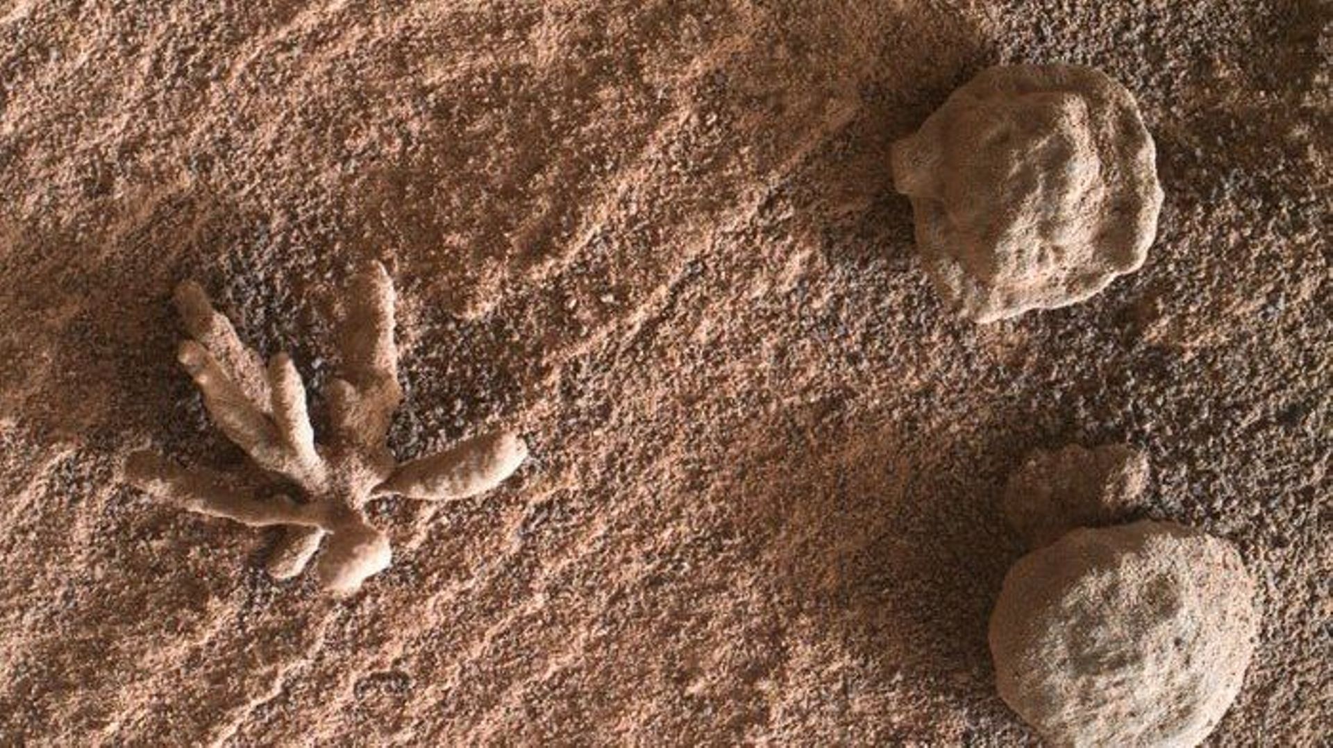 Le rover Curiosity découvre une fleur minérale sur Mars