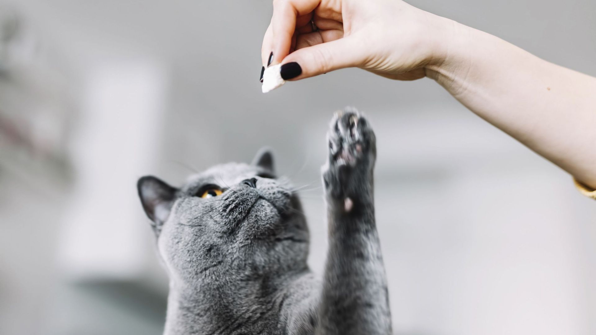 Cropped hand of woman playing with Chartreux cat at home