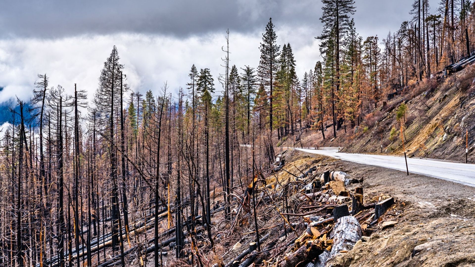 Forêt brûlée dans le parc national de Yosemite, la Californie