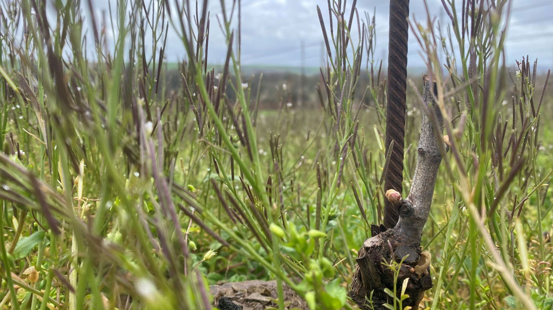Les plants ont été recoupés pour garantir la croissance des racines