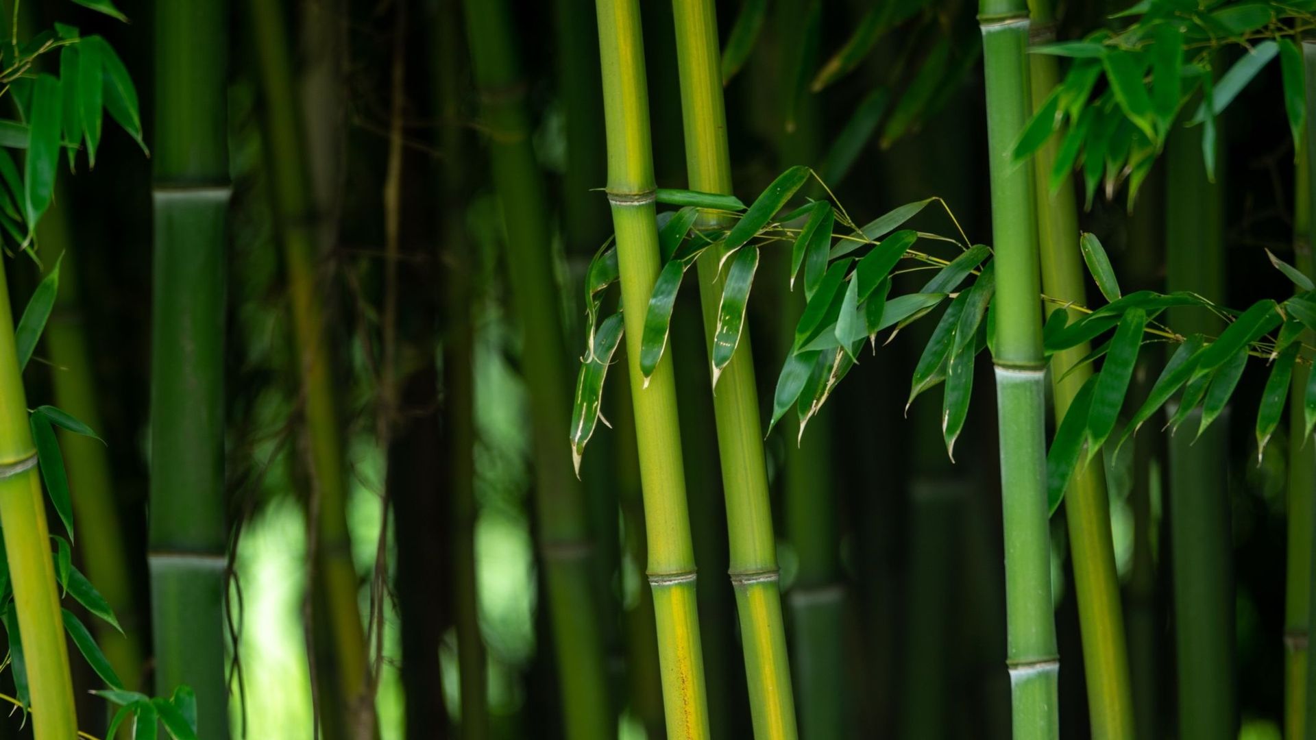 Le bambou, un boost d'hydratation.