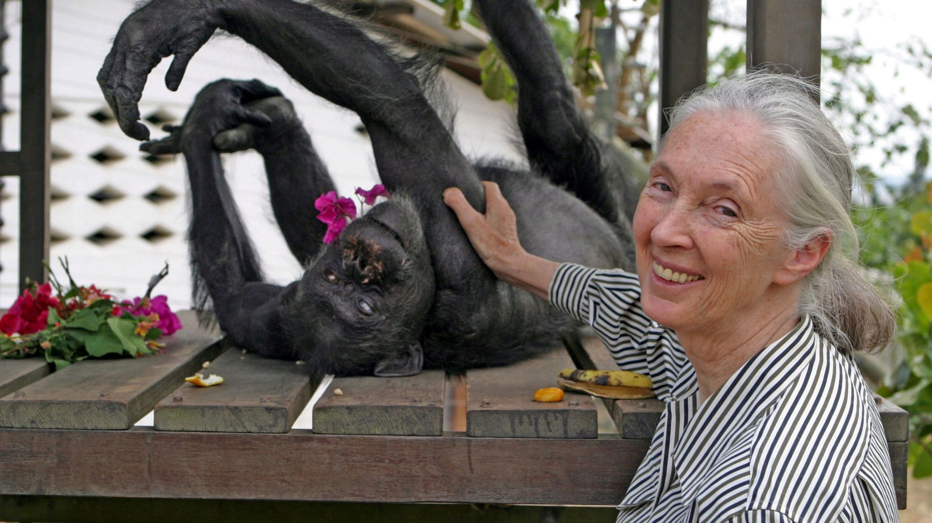 Photo provided by the Jane Goodall Institute shows the oldest known chimpanzee Gregoire, 66