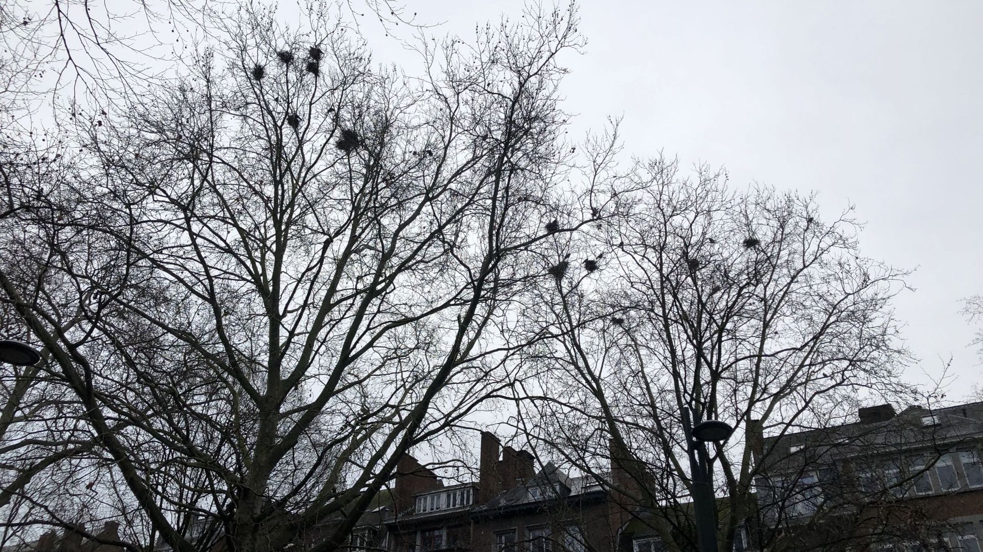 Au sommet des hauts arbres du Square Léopold, des dizaines de nids attendent le retour des corbeaux freux