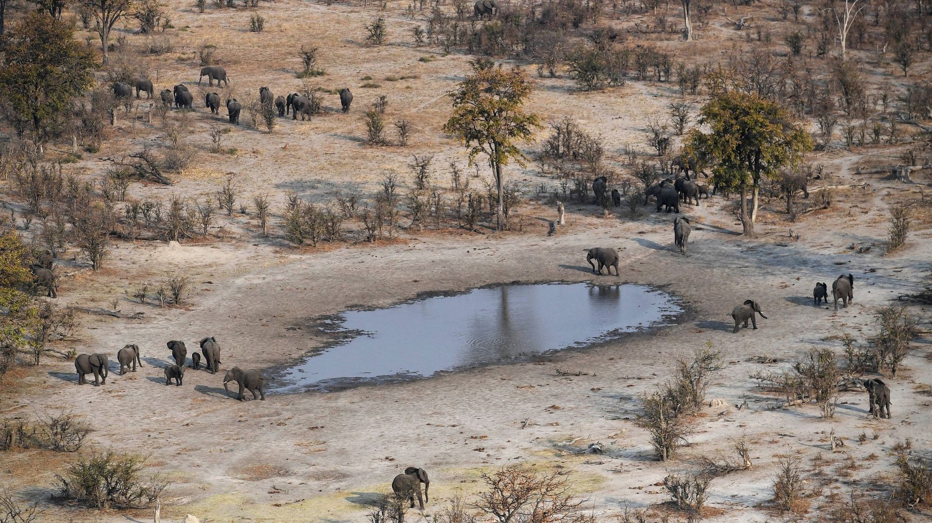 Le Botswana décidé à légaliser la chasse aux animaux sauvages