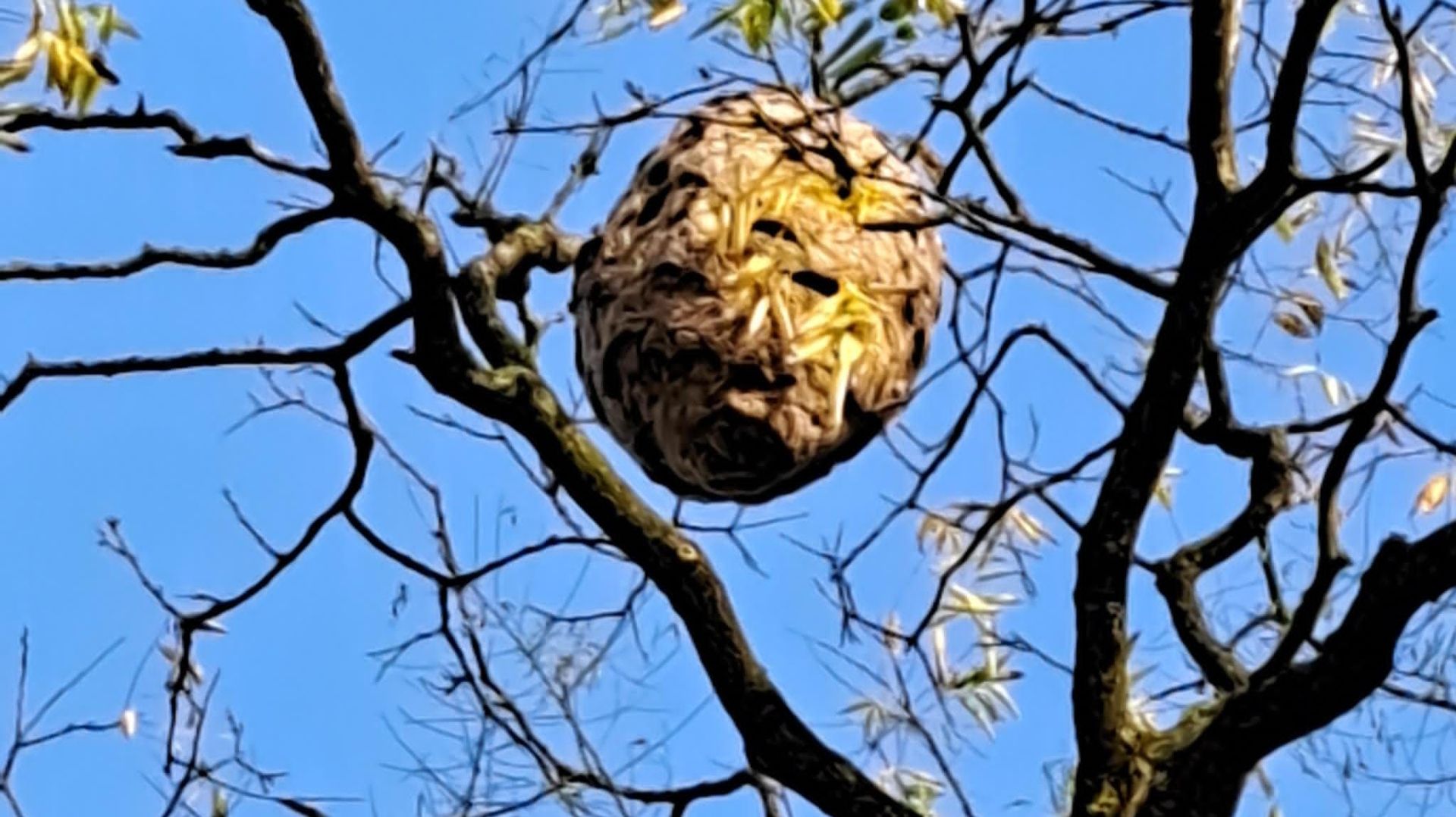 L’un des nids repéré ces dernières semaines par les apiculteurs, au sommet d’un grand arbre. Il faisait presque un mètre de hauteur et présente une forme de poire.