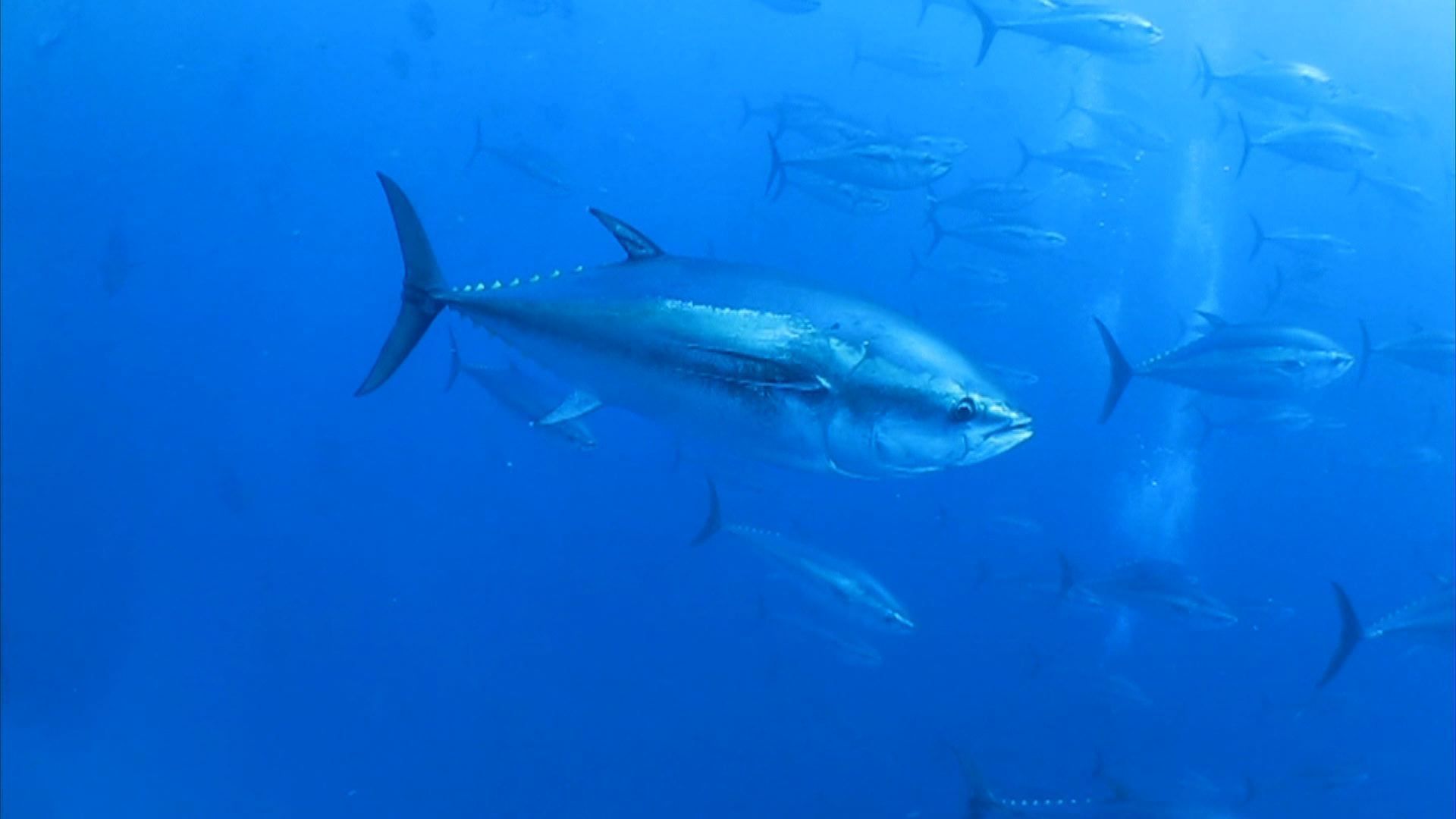 Le secteur de la pêche est parvenu à un accord lundi pour mieux protéger le thon obèse en Atlantique, menacé par la surpêche.