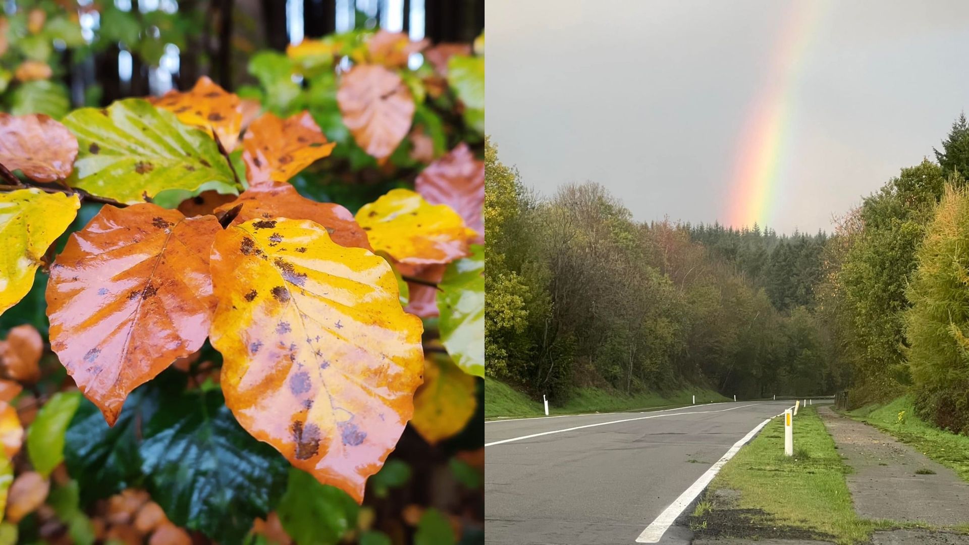 Les couleurs de l'automne : des feuilles et une route décorée par un arc-en-ciel 