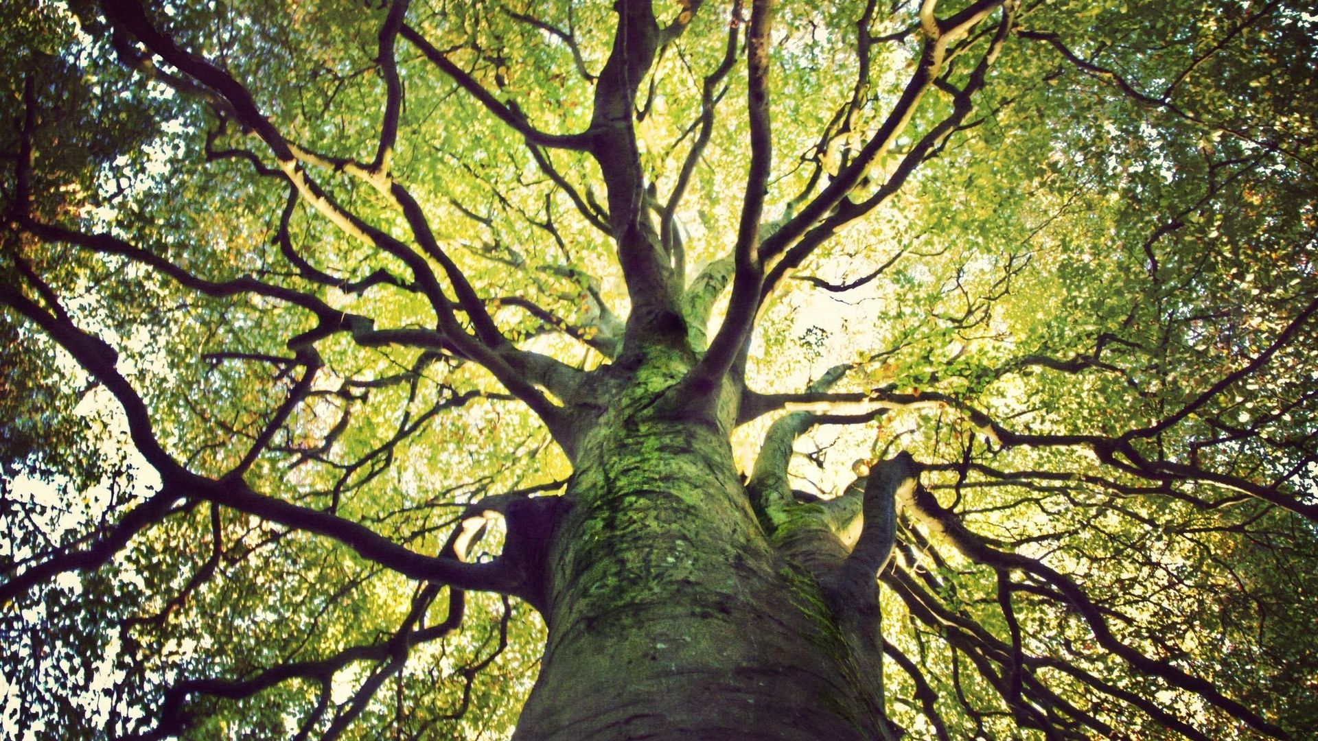 Il reste plus de 9000 espèces d'arbres à découvrir selon une étude.