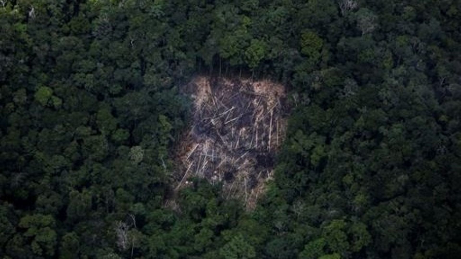 La déforestation tropicale réduit considérablement les précipitations, selon une étude.