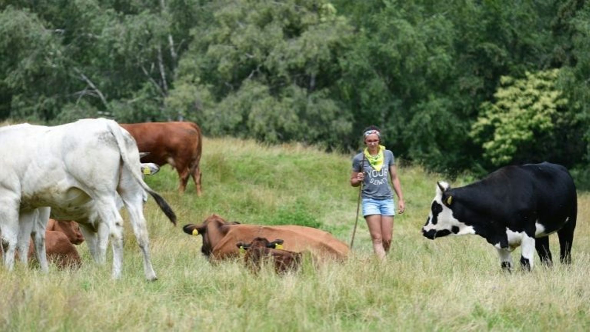 Vanessa Pduzzi avec ses vaches à Alpe Bedolo, sur la commune de Schignano, le 25 juin 2020. 