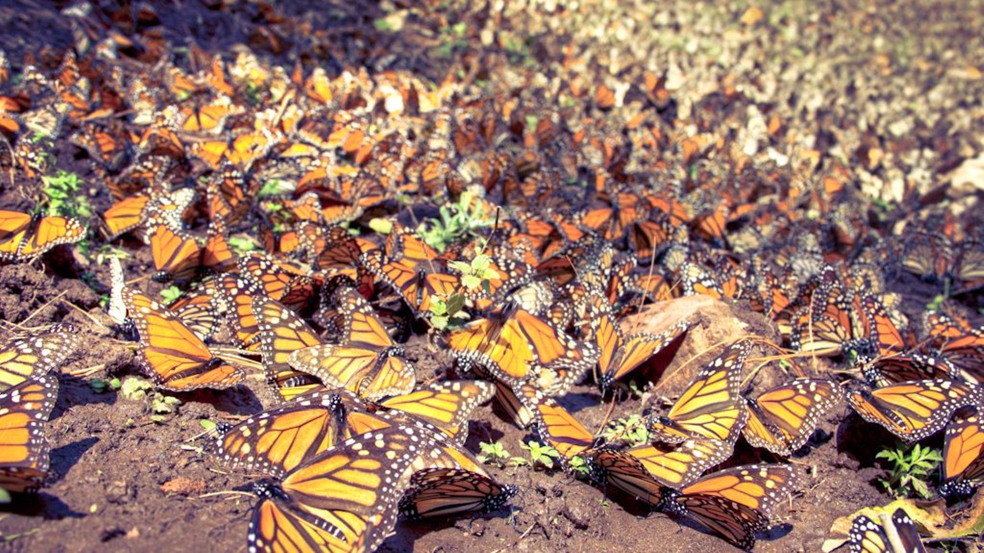 Les papillons peuvent parcourir plus de 3000 kms