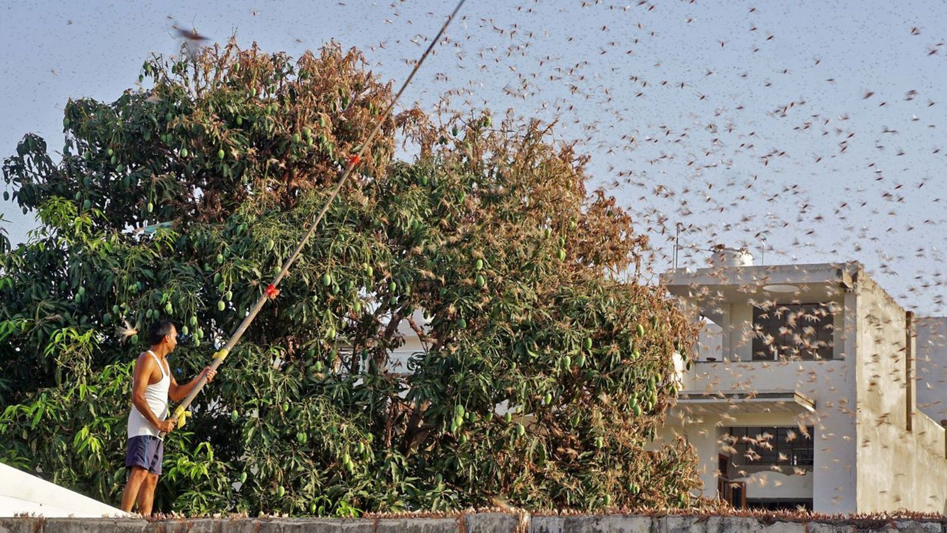 Les invasions d'insectes vont-elles devenir de plus en plus fréquentes ?