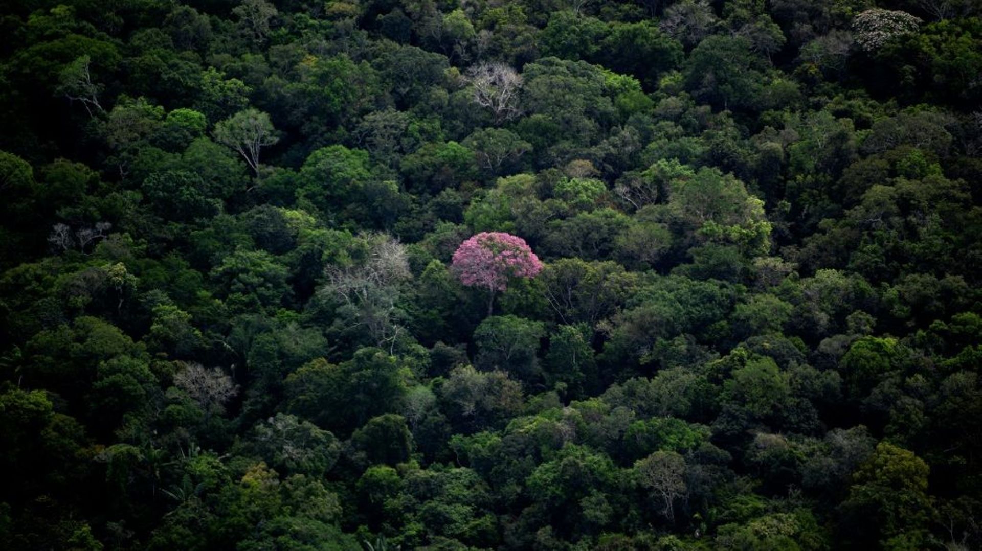 (PHOTO ARCHIVES) Vue aérienne de la forêt amazonienne dans l’Etat d’Amazonas au Brésil, prise le 6 juin 2022.