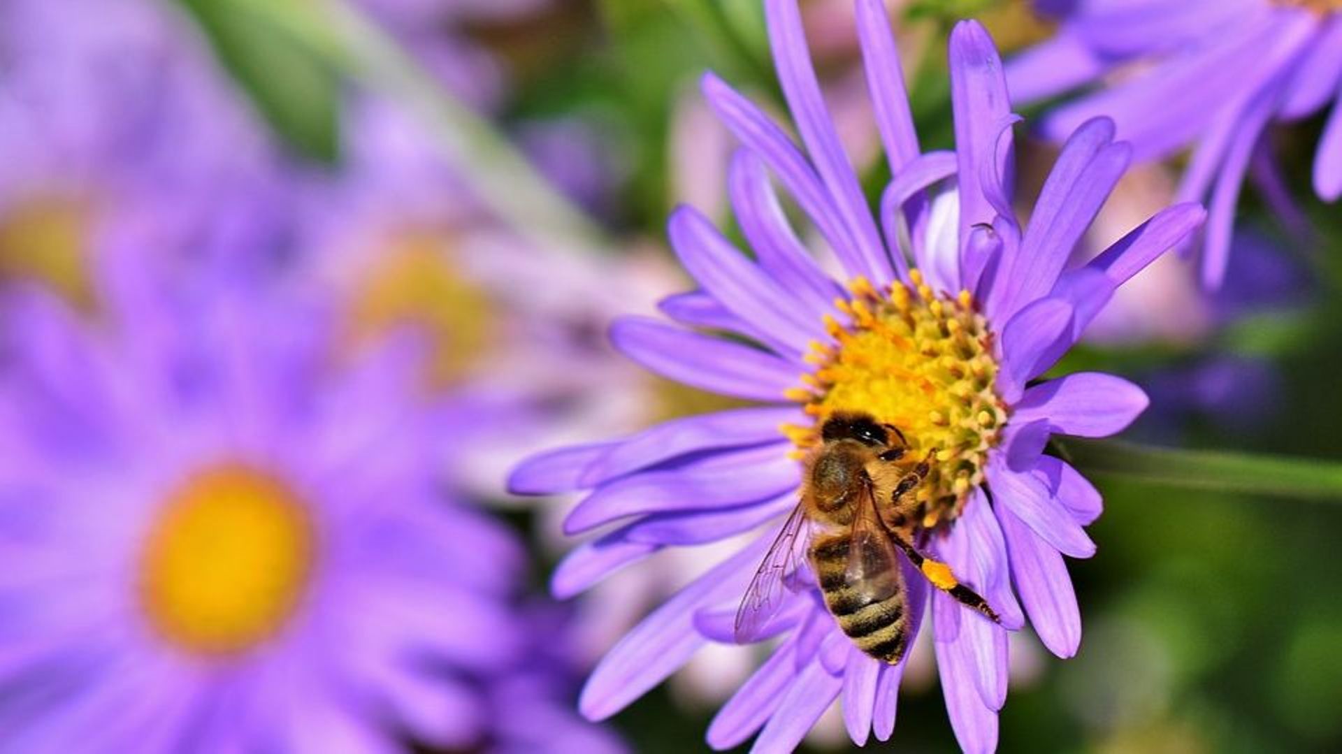 Sauvons nos pollinisateurs !