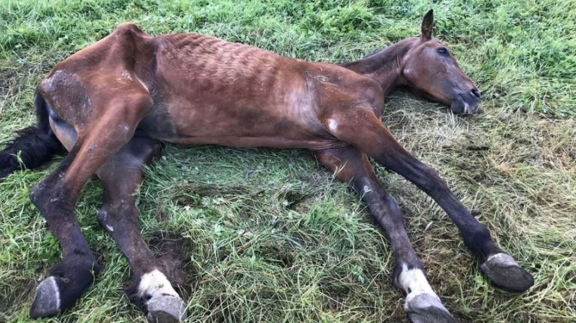 L'association "Animaux en péril" avait pris des photos des animaux saisis. Ici, un cheval trouvé lors de la saisie du 24 juillet 2019 à Ogy.