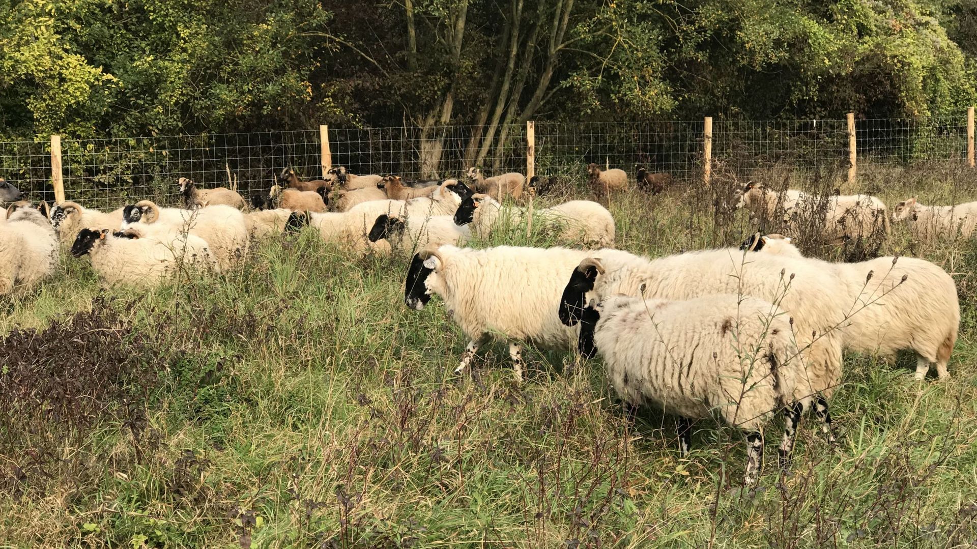 Photo dans le cadre - Un mouton drôle regarde la caméra cadre