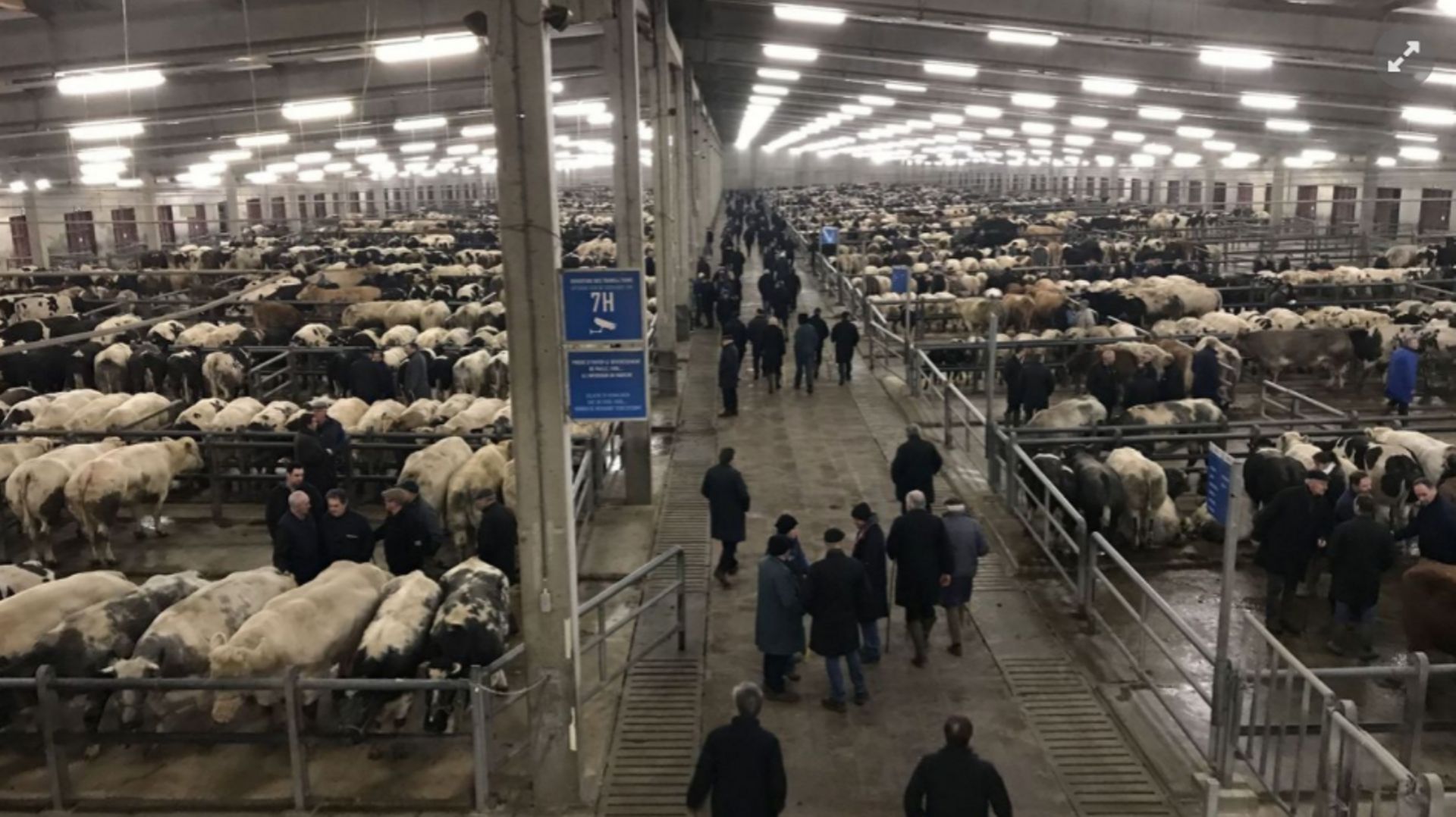Les ventes ont plongé cette année au plus grand marché aux bestiaux de Belgique