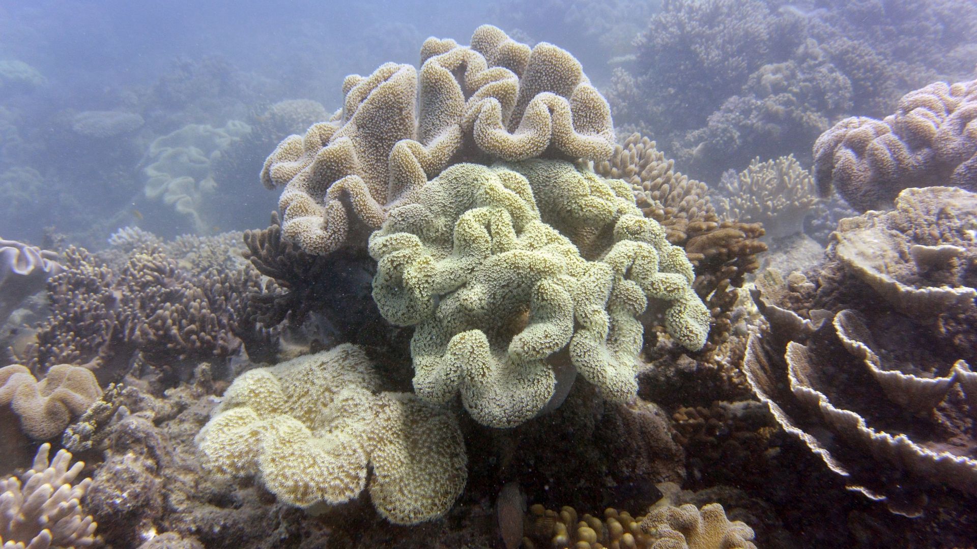 Chaque année, plus de deux millions de touristes armés de masques et de tubas se rendent sur le récif, qui constitue le plus vaste ensemble corallien du monde