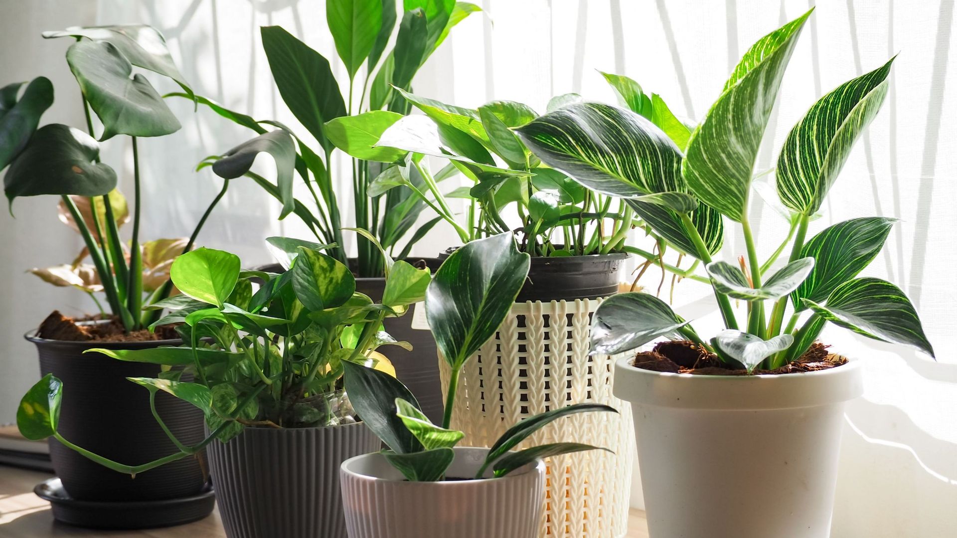 Arrosage automatique plantes intérieur : 7 astuces pour votre absence