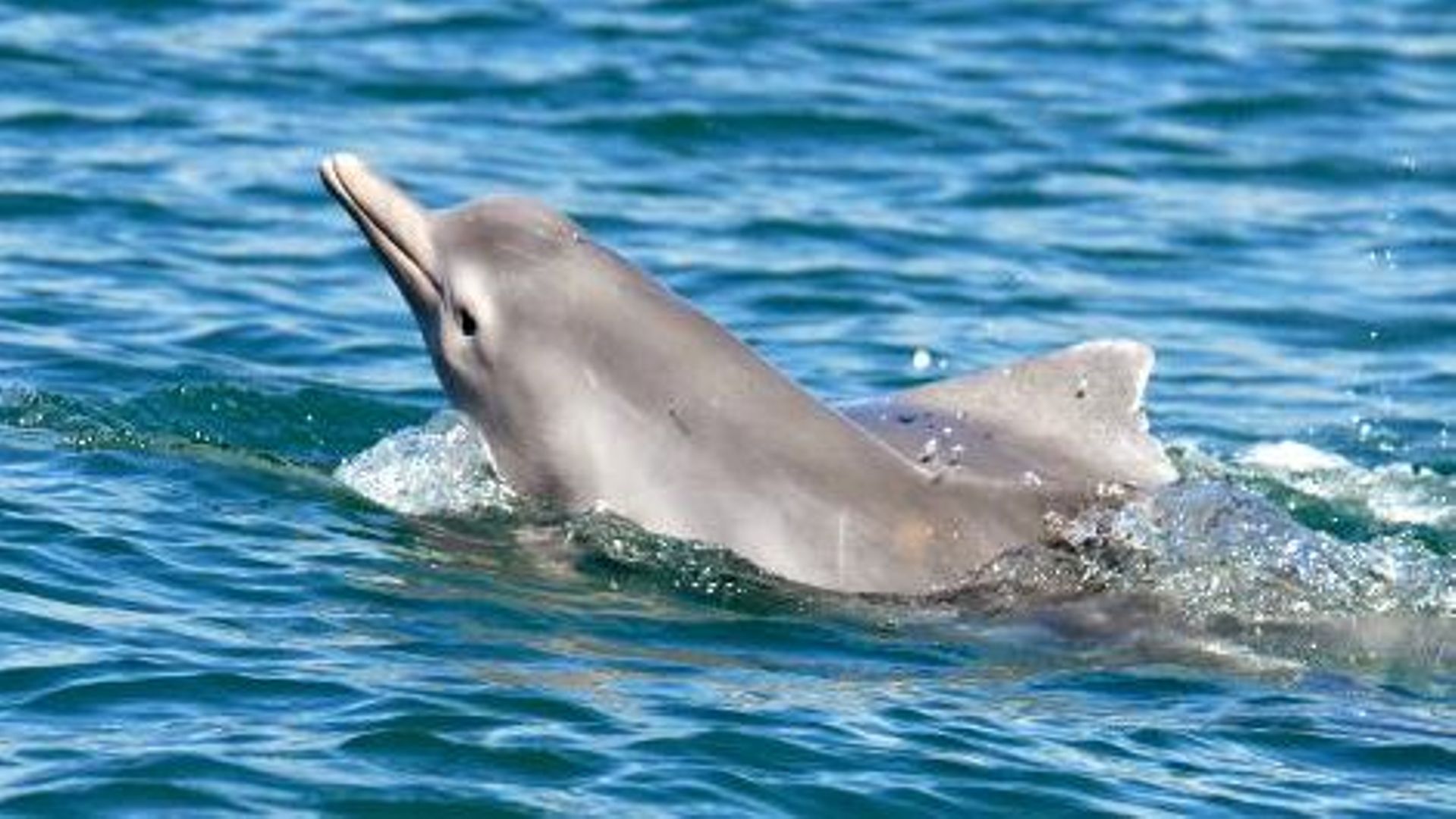 La mémoire sociale des dauphins leur permet de se reconnaître plus de — free download