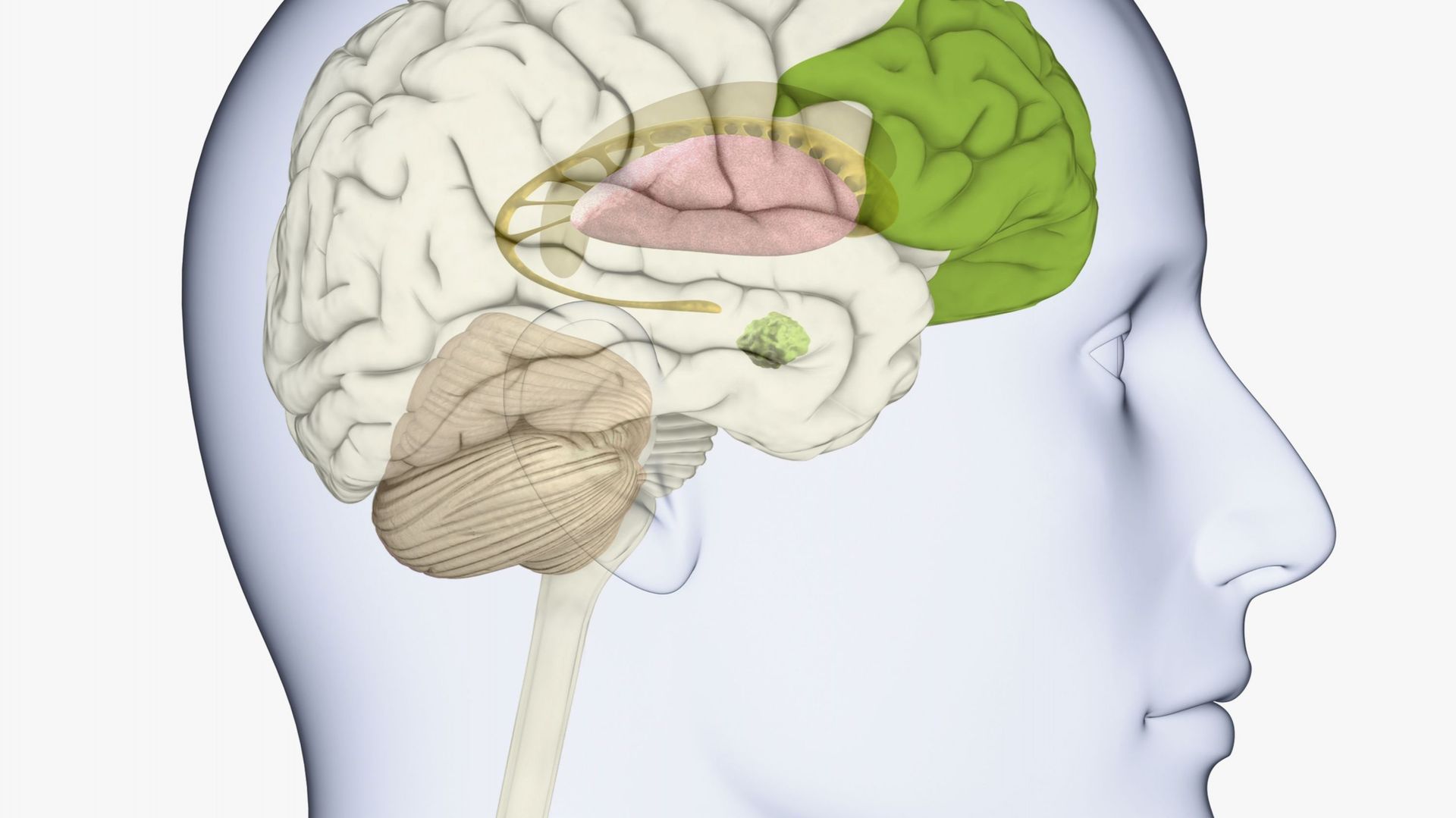 Le cortex préfrontal, située juste derrière notre front, est la zone la plus rationnelle de notre cerveau.