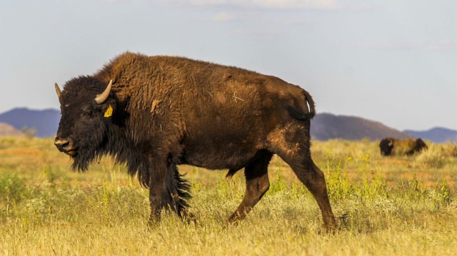 Plus de 45.000 candidats pour tuer 12 bisons dans un parc naturel américain