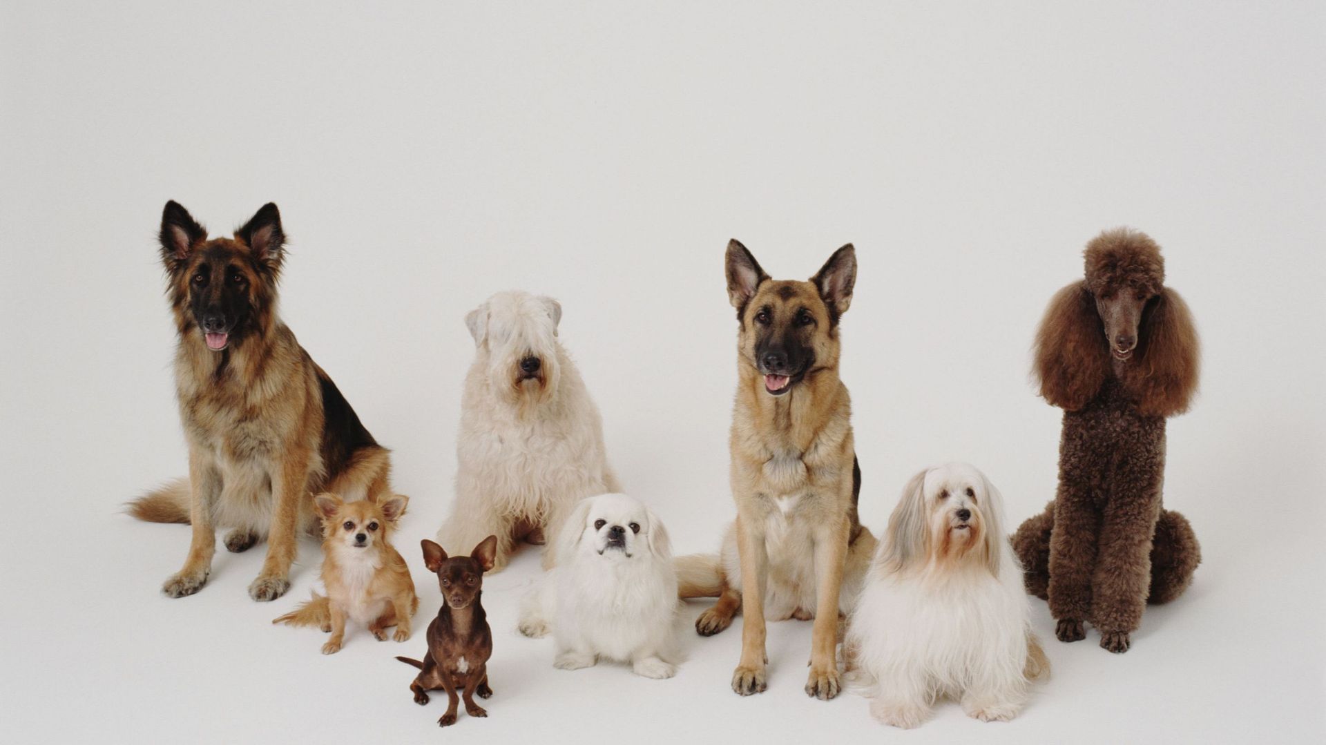 chiens-de-race-d-couvrez-les-missions-de-la-fci-la-plus-grande