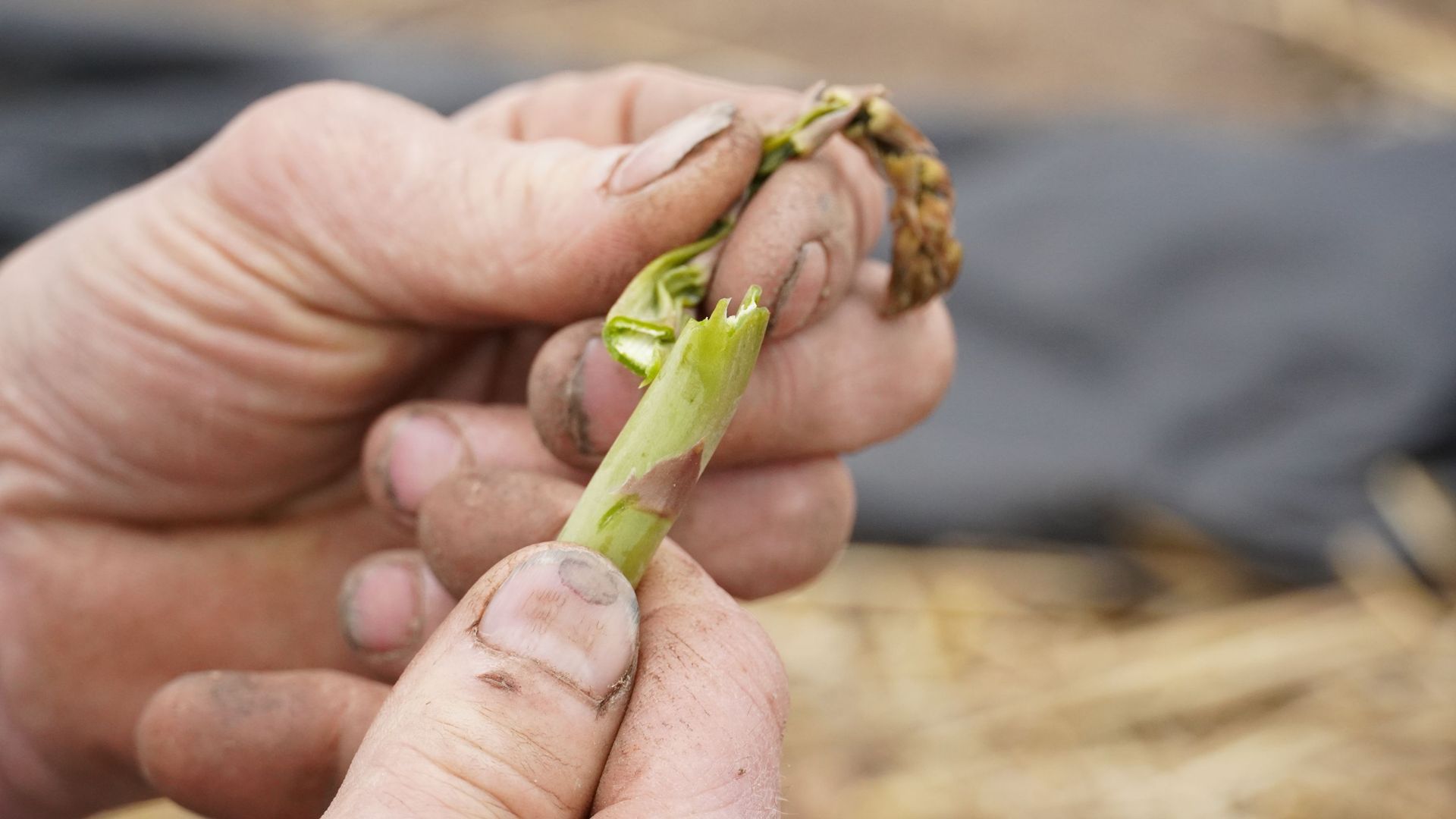 Une partie des récoltes de l'asperge verte n'a pas supporté les gelées. Un manque à gagner pour l'agriculteur.