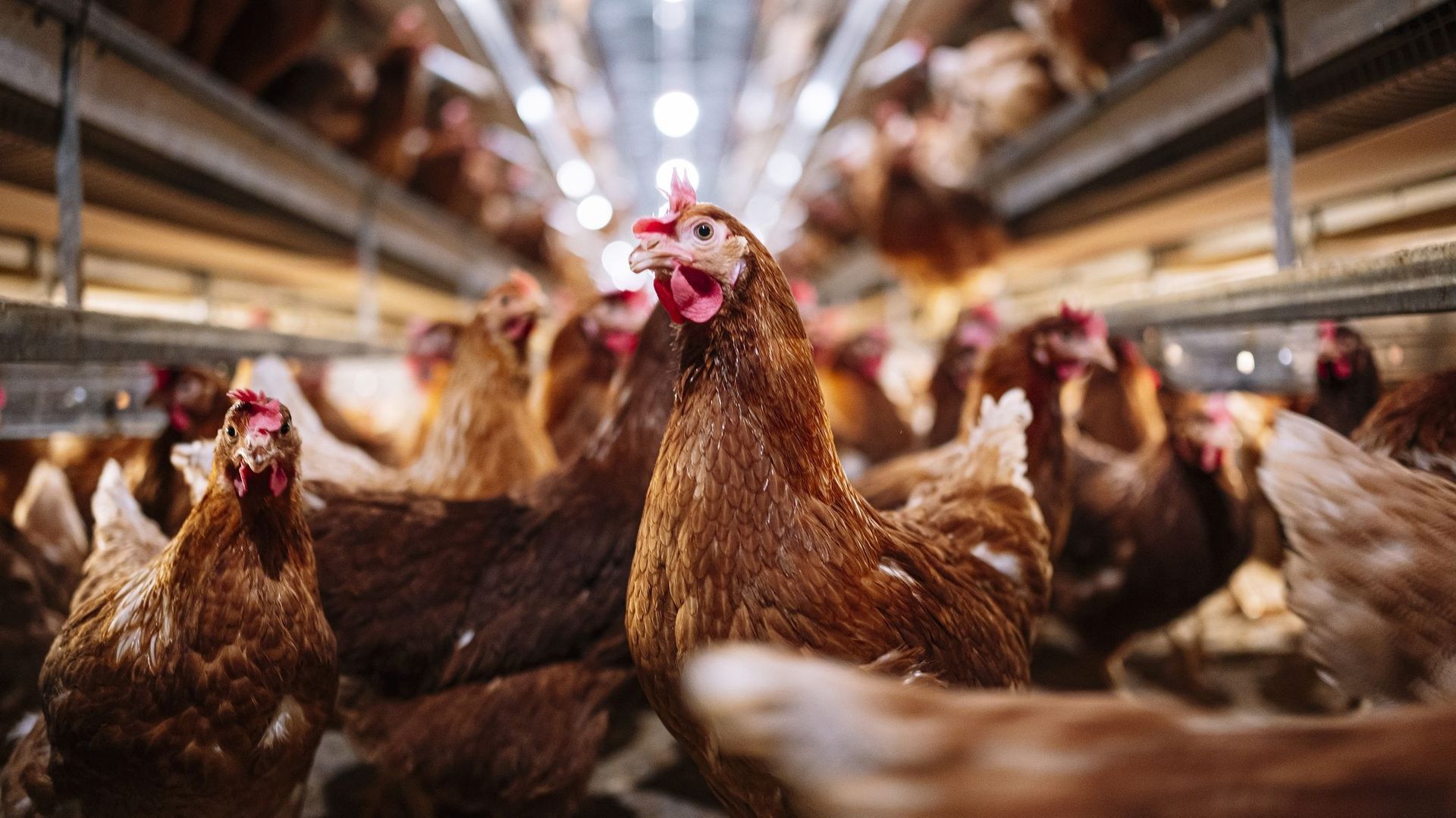 Gli scienziati affermano di essere in grado di decodificare il linguaggio dei polli utilizzando l’intelligenza artificiale
