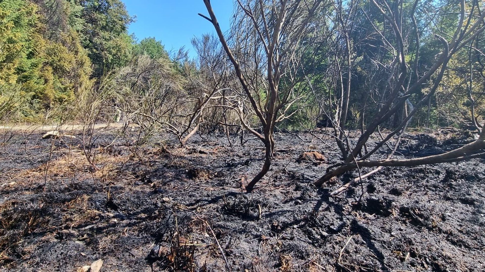 Un demi-hectare a été ravagé par le feu non loin du lac de la Gileppe en raison d'un barbecue mal éteint par des promeneurs alors que tout allumage de feu est formellement interdit.