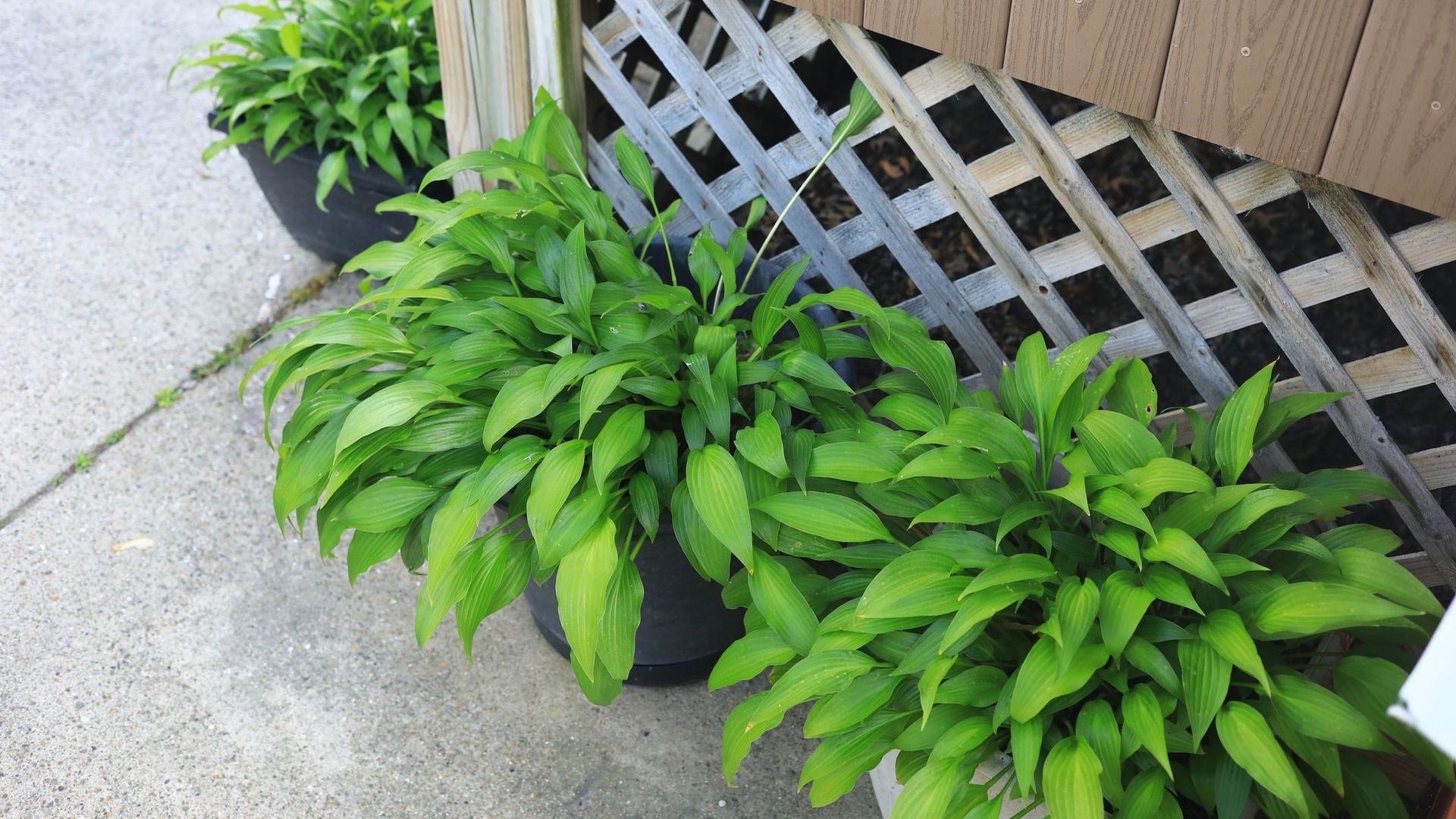 Attention aux limaces qui aiment autant les petits hostas que les gros. Mais elles les dévorent hélas beaucoup plus vite…