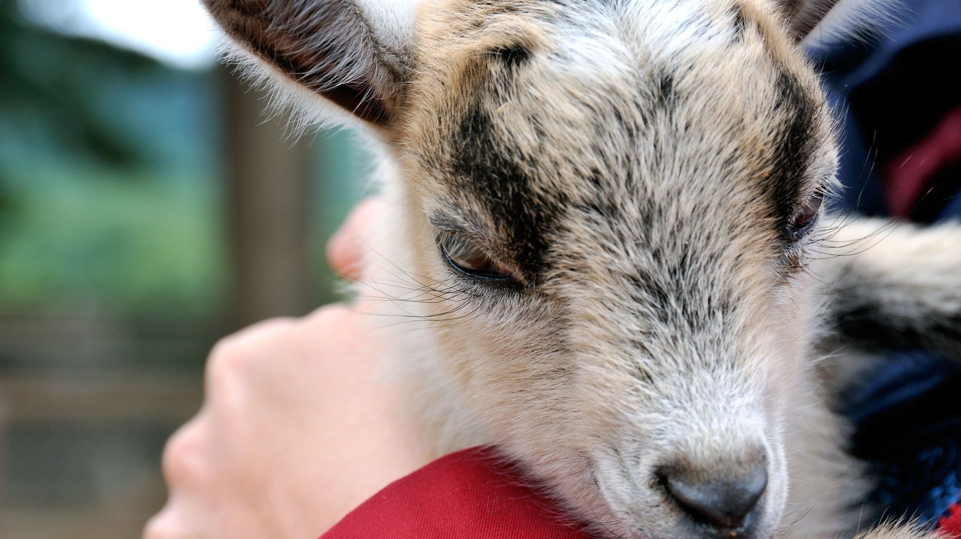 Chèvres, alpagas, vaches… Ces animaux qui nous veulent du bien