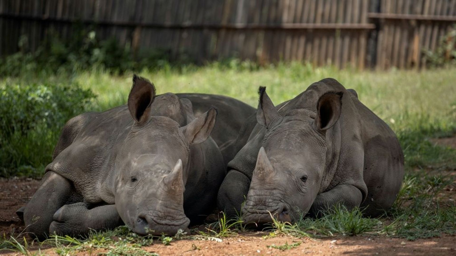 Deux bébés rhinocéros dont les parents ont été tués par des braconniers, recueilis dans un centre près de Mokopane, en Afrique du Sud, le 9 janvier 2021