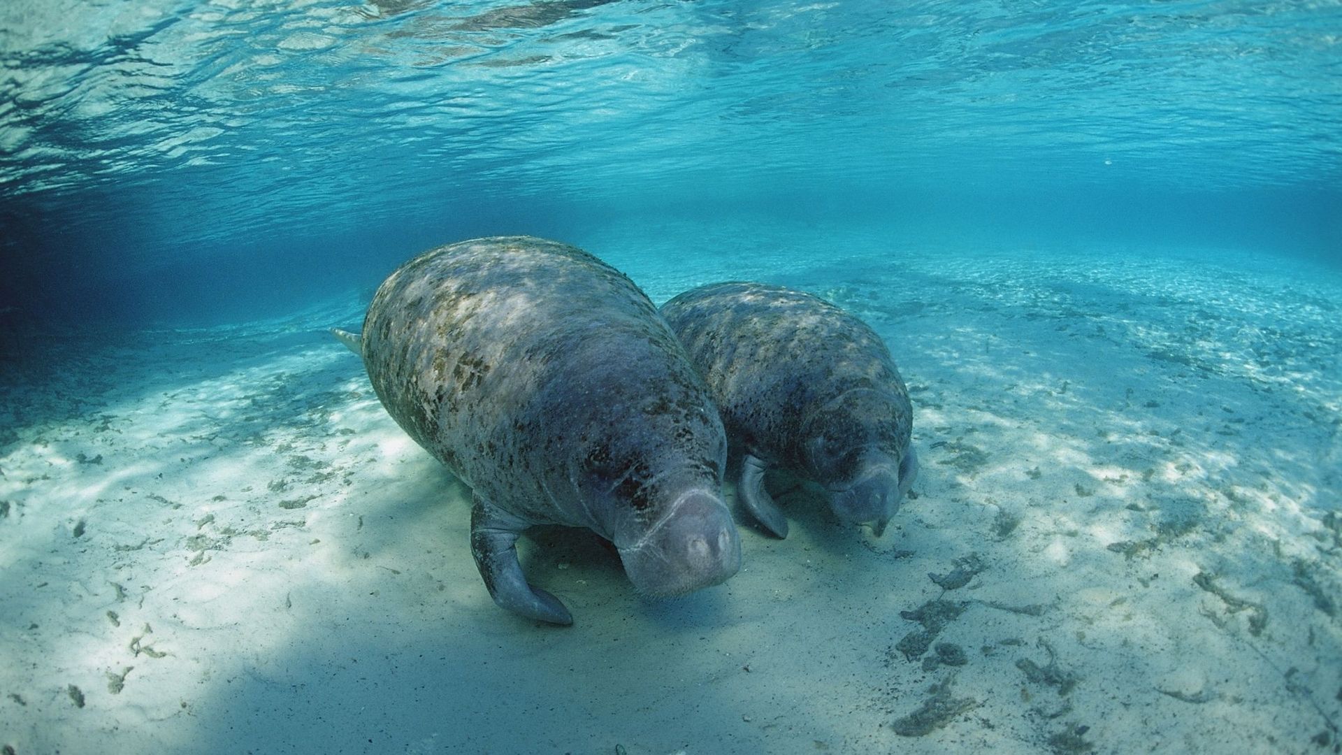 Le dugong, victime des filets de pêche et de la pollution.