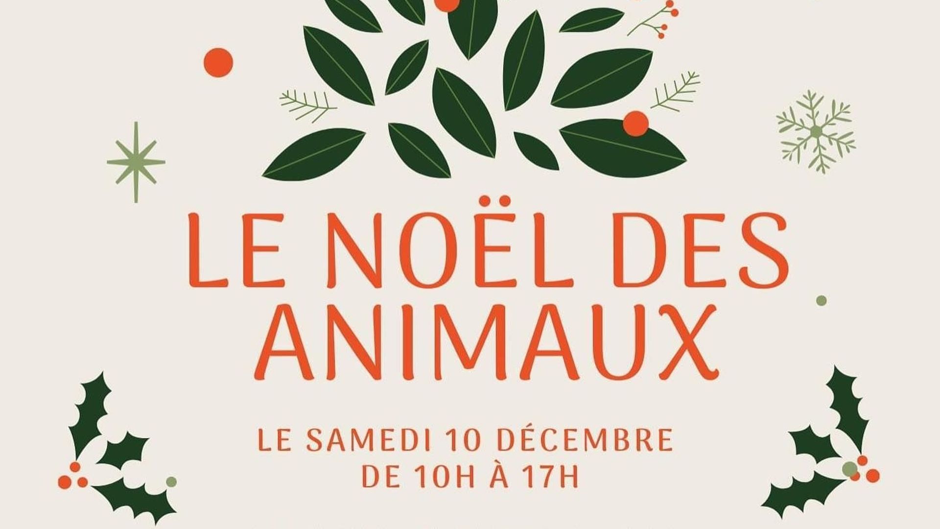 Le Noël des animaux au refuge de Veeweyde