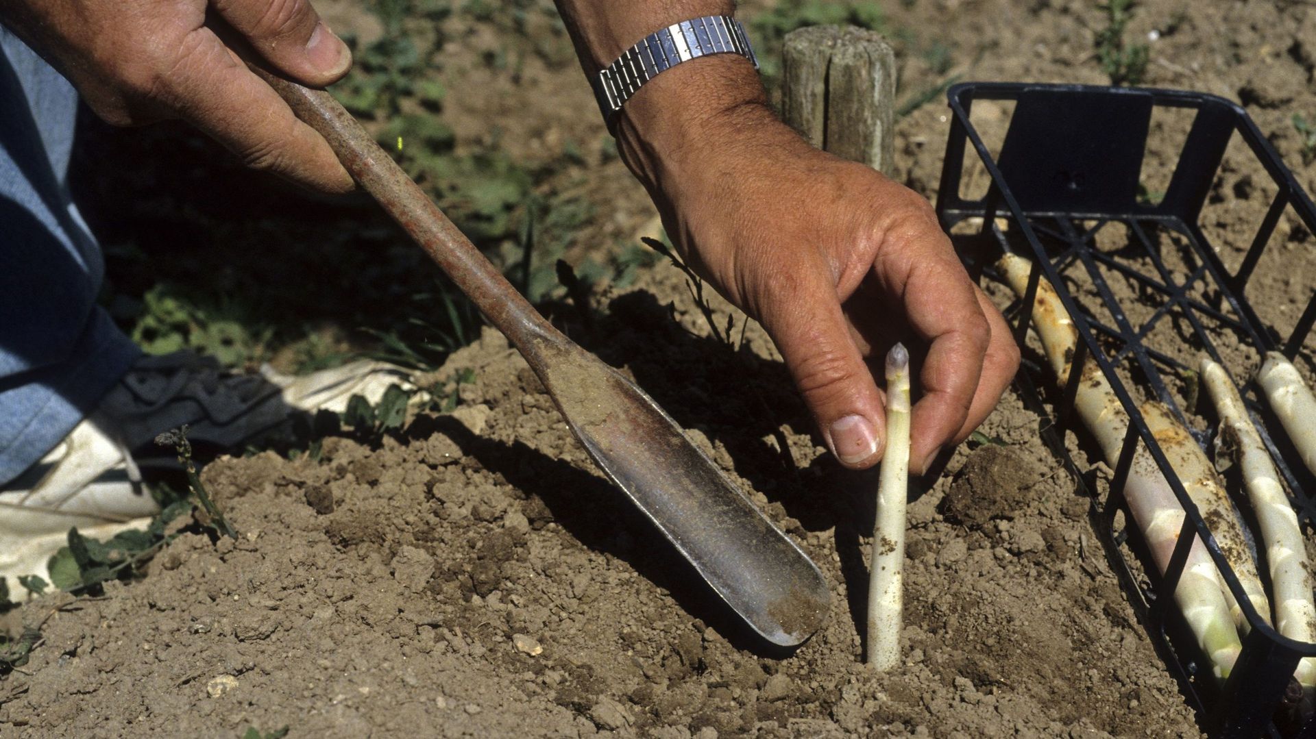La gouge pour sectionner la base des asperges peut également servir à extirper les herbes indésirables à longue racine pivotante comme le pissenlit, le plantain, le rumex, le laiteron ou le chardon. A affûter régulièrement.
