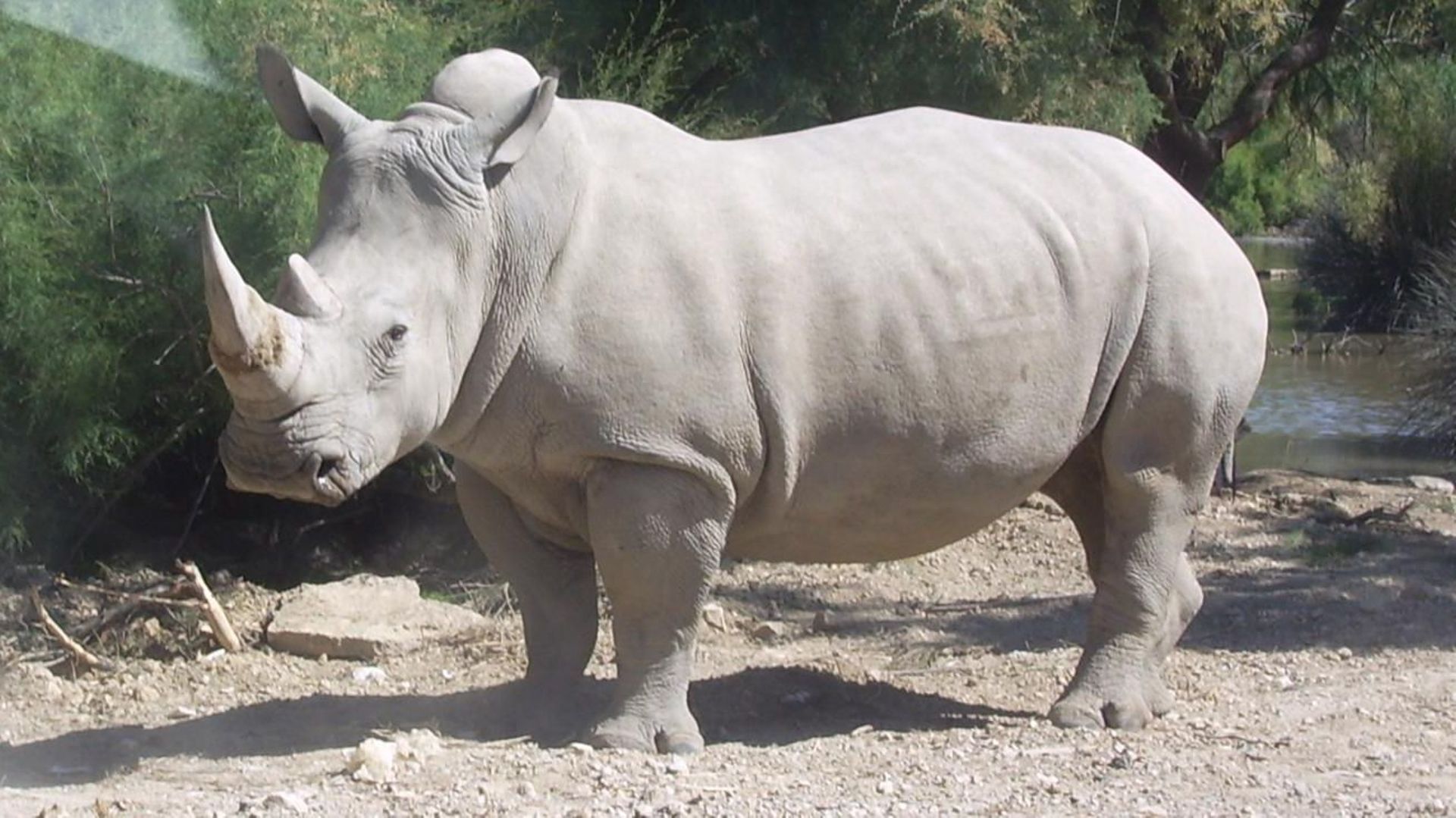 Autoriser la vente de corne pourrait sauver les rhinocéros