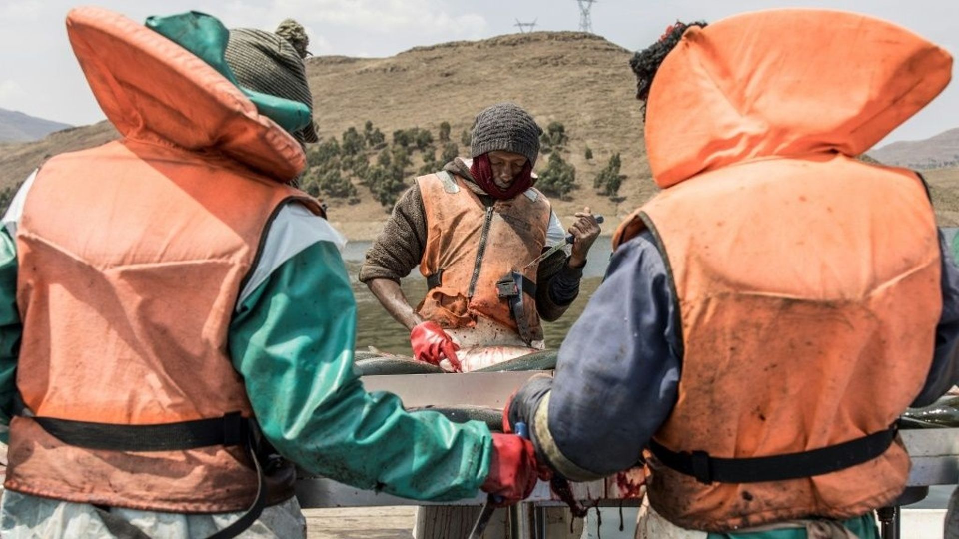 Des ouvriers piscicoles préparent des truites en vue de leur conditionnement à Lejone, dans le nord du Lesotho.
