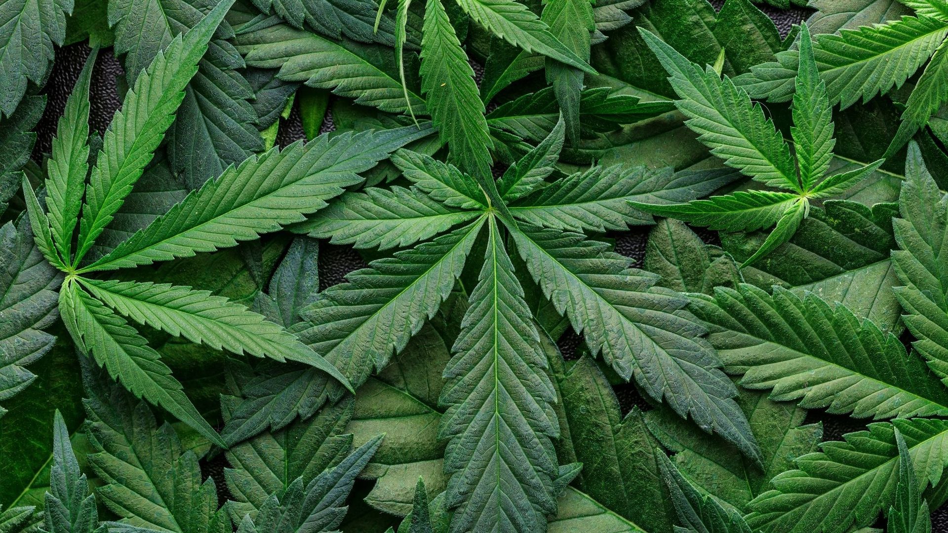 La consommation de marijuana en hausse chez les jeunes Américains, selon une étude.
