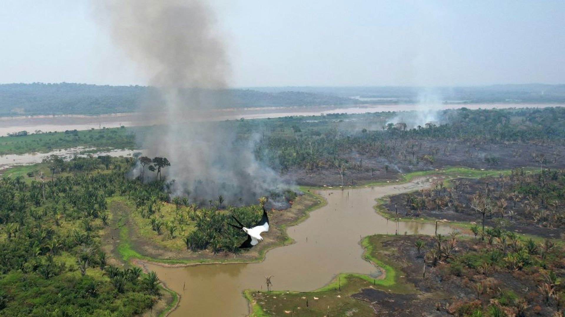 Un oiseau s’éloigne de la fumée d’une zone calcinée de la forêt amazonienne, le 1er septembre 2022, dans le parc national de Mapinguari, Etat de Rondônia, au Brésil