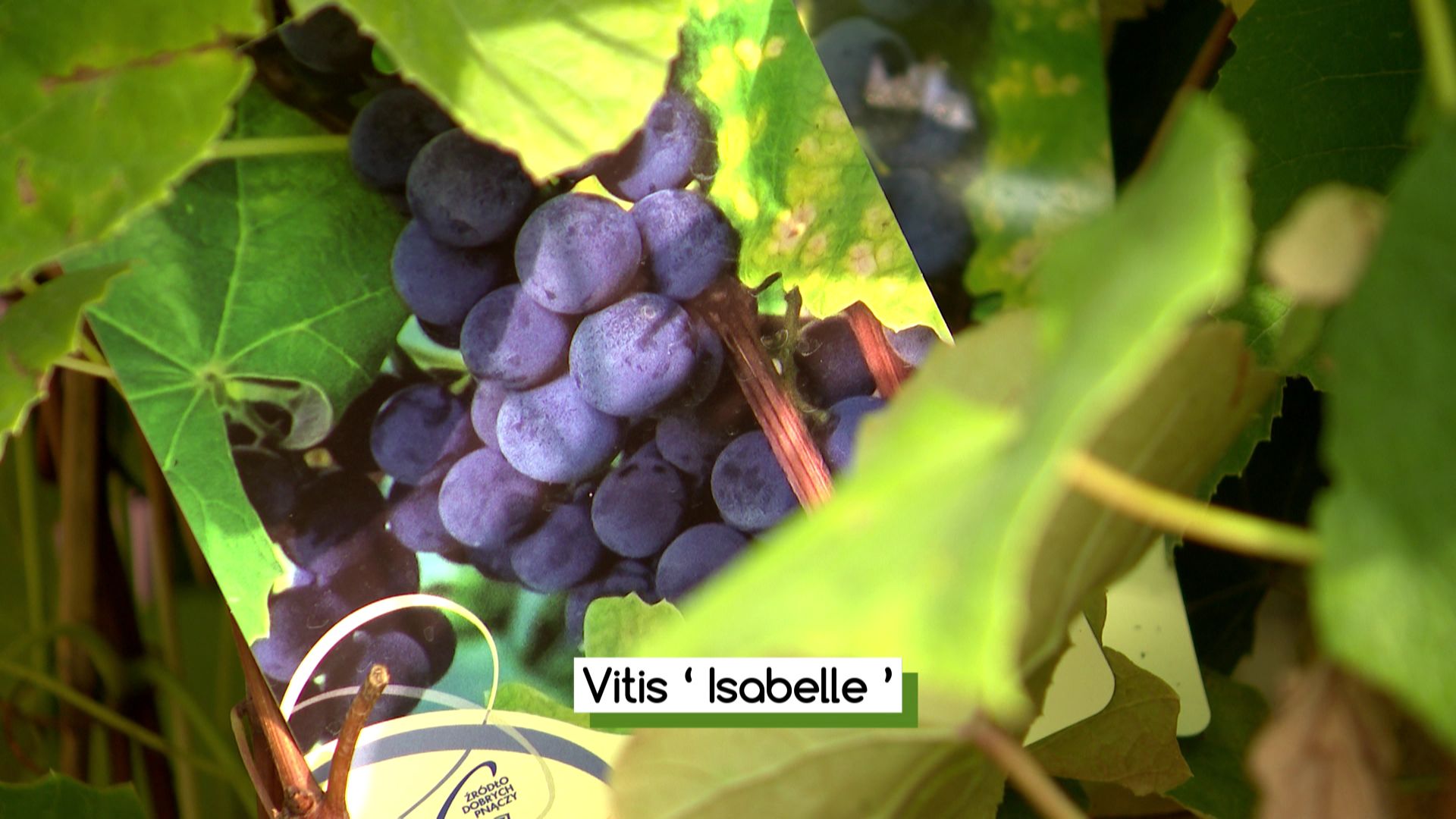 Le "Vitis ‘Isabell, cépages interdits en France pour la production du vin